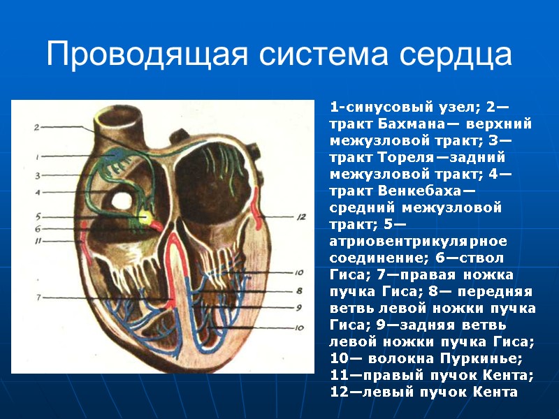 Проводящая система сердца 1-синусовый узел; 2—тракт Бахмана— верхний межузловой тракт; 3— тракт Тореля—задний межузловой